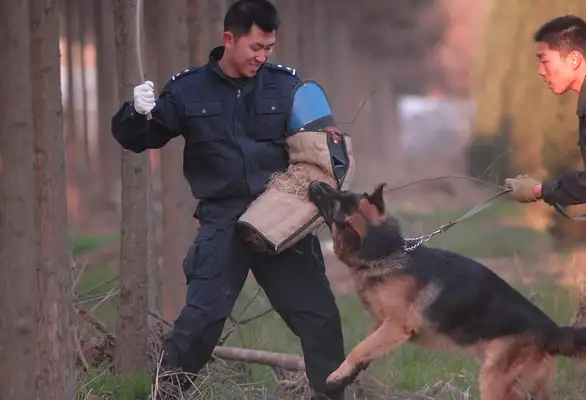 Question and answer with a girl with a dog in her hands: Direct assault, rabies. People