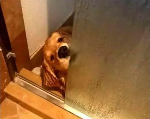 The leading woman took a shower and let the golden doggy play himself