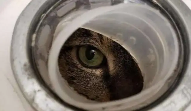The tiger cat turned off the plastic drum and abandoned it