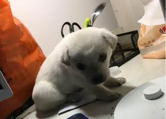 The girl saves the bullying stray dog, and the little guy hides behind his neck when he sees the food