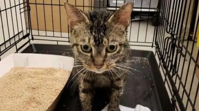 The tiger cat turned off the plastic drum and abandoned it