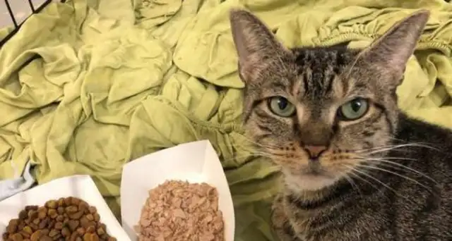 The tiger cat turned off the plastic drum and abandoned it