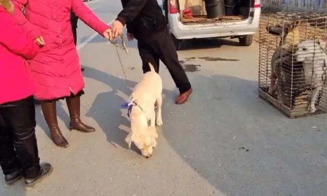 Because of a custom, Labrador's got 550 in the car