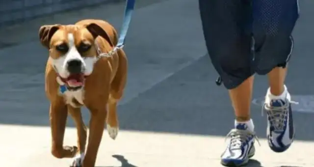 Good luck sending a stray dog to shave, and after that, the pet shopkeeper collapsed
