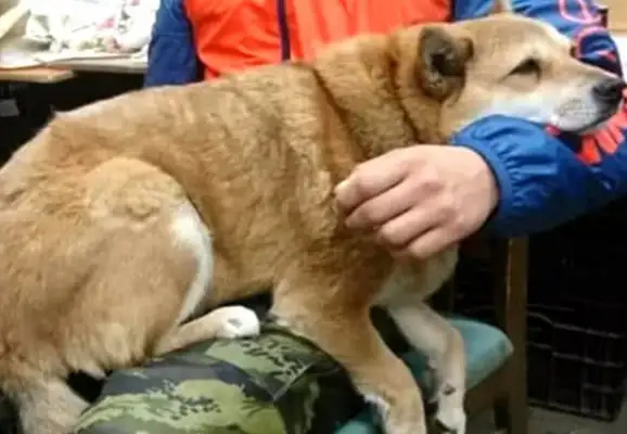 The dog went out with the master. He was stuck in 30 minutes. The master's position made the people look stupid