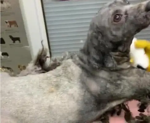 Good luck sending a stray dog to shave, and after that, the pet shopkeeper collapsed