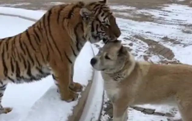 The dog went to see the tiger and lion brothers who grew up together