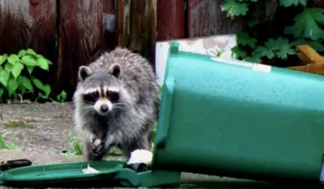 Shit! Canadian girls walk their dogs home and get bit by a bunch of raccoons