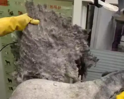 Good luck sending a stray dog to shave, and after that, the pet shopkeeper collapsed
