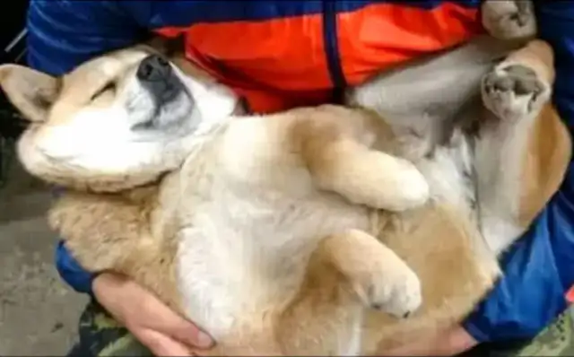 The dog went out with the master. He was stuck in 30 minutes. The master's position made the people look stupid