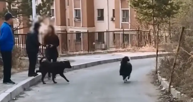 The two-dog masters couldn't bear to lose their dog