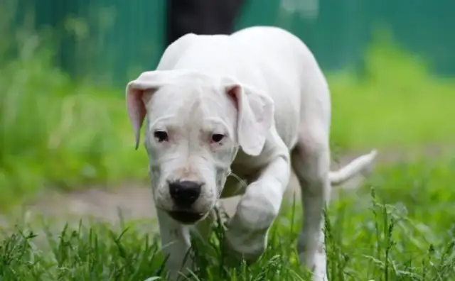 He picked up a dog in the mountains, raised a bear, and the neighbors were afraid to approach