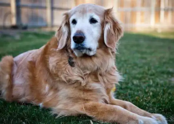 The dog went to see the tiger and lion brothers who grew up together