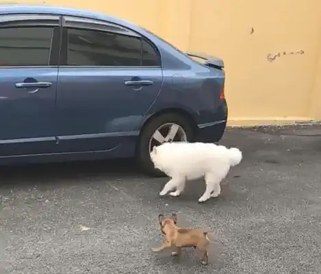The dog walks "unique" and attracts his partner to follow the wind blindly