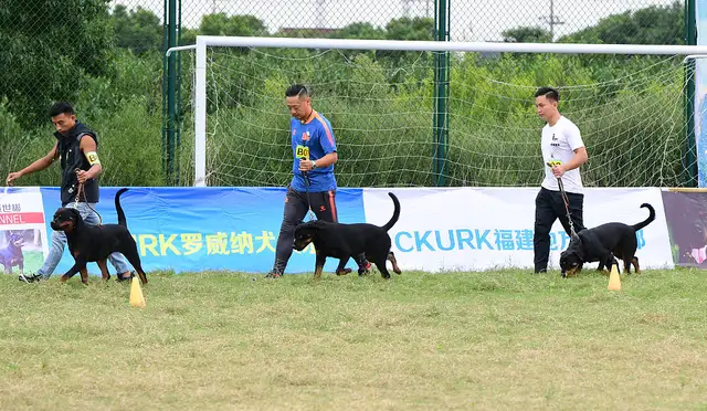 Question and answer with a girl with a dog in her hands: Direct assault, rabies. People