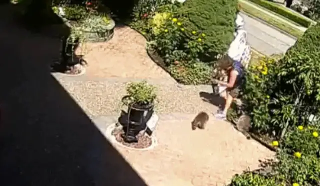 Shit! Canadian girls walk their dogs home and get bit by a bunch of raccoons