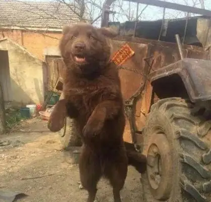 He picked up a dog in the mountains, raised a bear, and the neighbors were afraid to approach