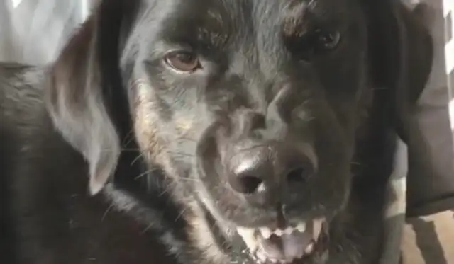 The master put his finger in the mouth of a hot dog, and the dog behaved like he was in debt
