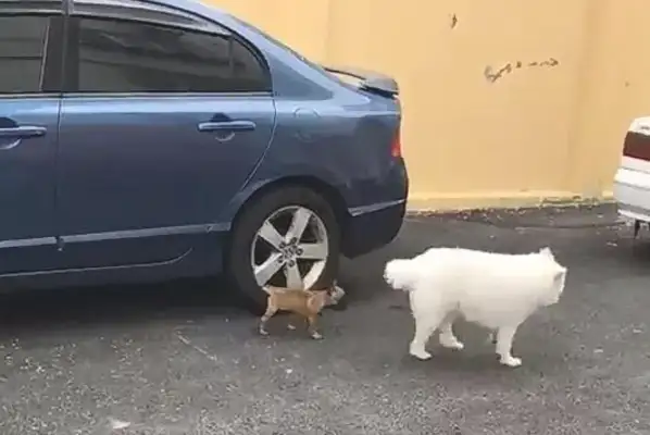 The dog walks