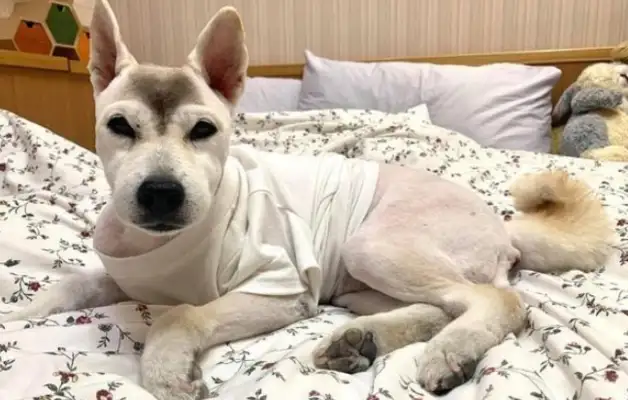 Don't shave your hair for the dog's physical and mental health