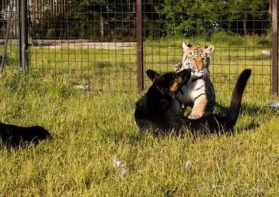The dog went to see the tiger and lion brothers who grew up together