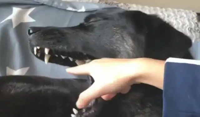 The master put his finger in the mouth of a hot dog, and the dog behaved like he was in debt