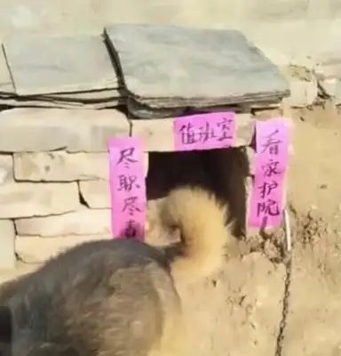 Send Grandma a dog, and when you see the dog's nest, laugh at the stomach spasm: Big brother, please