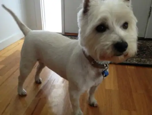 Don't shave your hair for the dog's physical and mental health