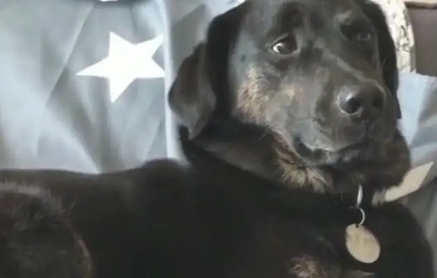 The master put his finger in the mouth of a hot dog, and the dog behaved like he was in debt