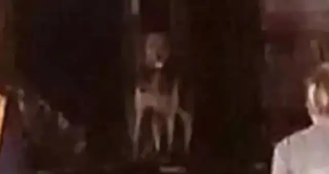 The master thought the dog was on fire, crying, and the dog appeared