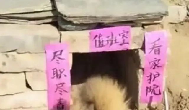 Send Grandma a dog, and when you see the dog's nest, laugh at the stomach spasm: Big brother, please
