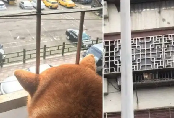 It's so sweet! The dog and dad are so close, they'll meet Dad