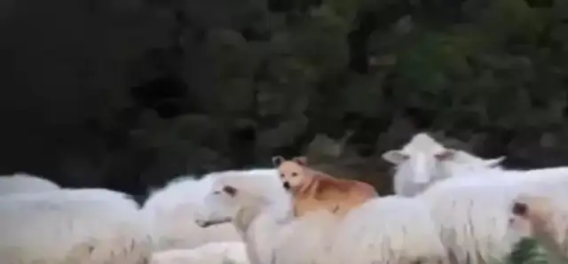 A sheepdog rides around a sheep. It's not a