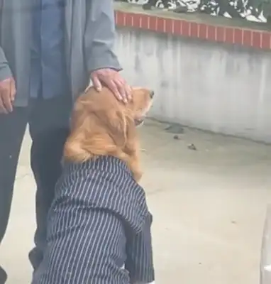 When Liaoning was married, he kissed his grandfather with his eight-year-old dog's eyes
