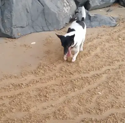 Dogs paint with stones, hold rocks, and other animals can't follow
