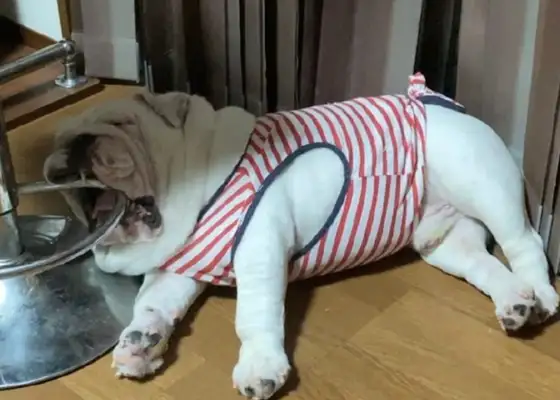 Dogs lie down when they eat, and they're open and they're in circles