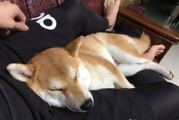 It's so sweet! The dog and dad are so close, they'll meet Dad
