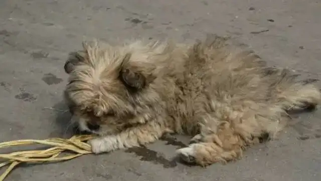 She's adopted 21 stray dogs