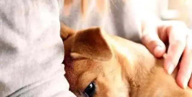 You don't understand the eight manifestations of dog fear