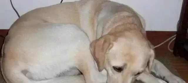 You don't understand the eight manifestations of dog fear