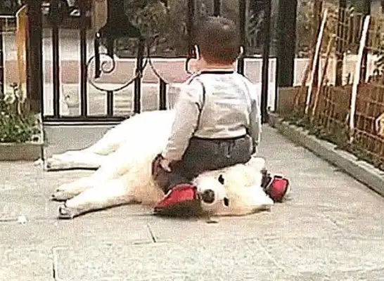 The dog was in the yard, thinking there was a dog thief, and then he went out and laughed