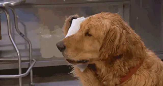 You don't understand the eight manifestations of dog fear