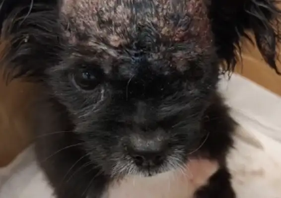 - Bald everything? The dog was abandoned to a stray dog because of his skin disease. Dog: Where should I go