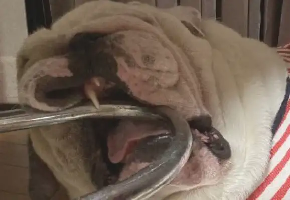 Dogs lie down when they eat, and they're open and they're in circles