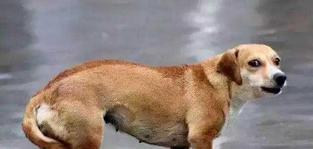 You don't understand the eight manifestations of dog fear