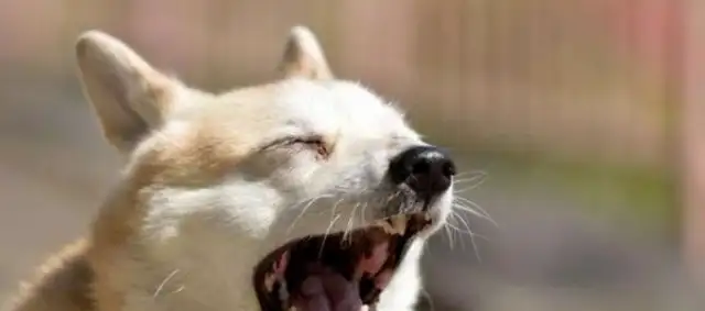 You don't understand the eight manifestations of dog fear