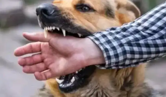 Bad dog bites to death, dog owners claim compensation, $16,000