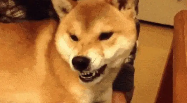 You don't understand the eight manifestations of dog fear