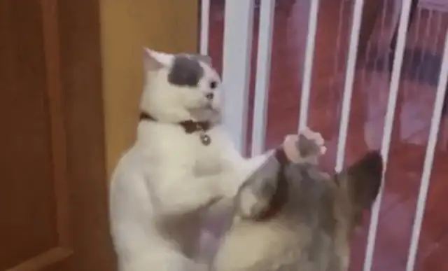 The cat was bullied in the corner by the dog, and eventually returned a few times