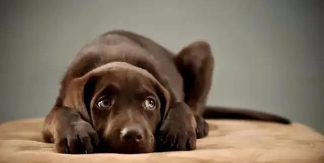 You don't understand the eight manifestations of dog fear